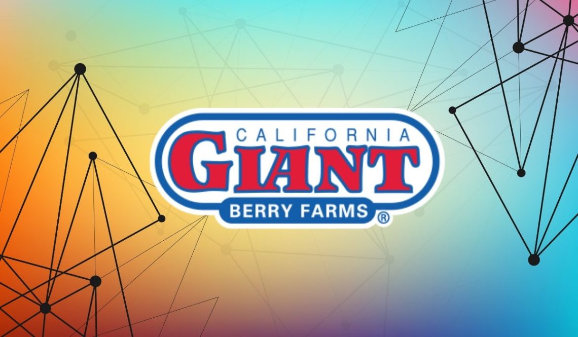 California Giant Berry Farms Employs Blockchain To Achieve Supply Chain Visibility