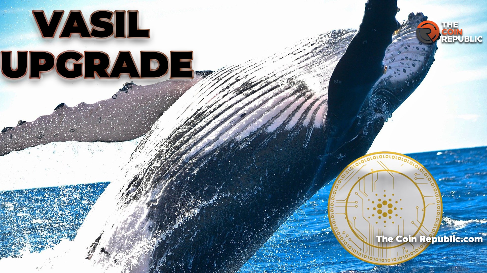 Vasil Upgrade Effect – Cardano Whales Increased Staking ADA