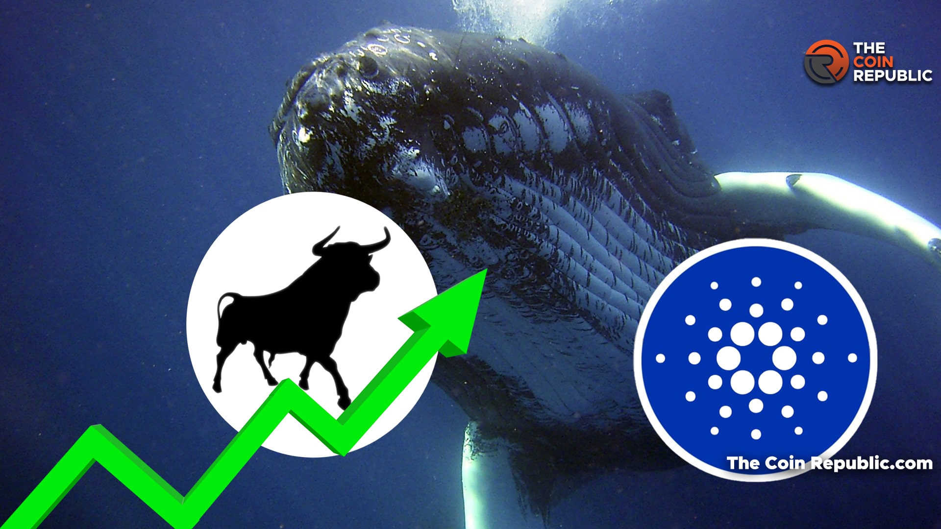 What Led To Cardano Whales Again Accumulating ADA?