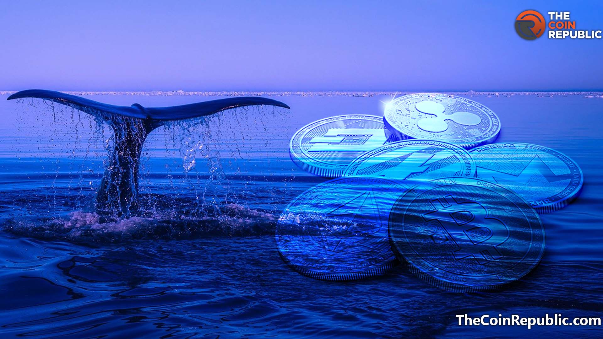 Crypto Whales Going ‘Stable’, Increases Bitcoin Accumulation Alongside