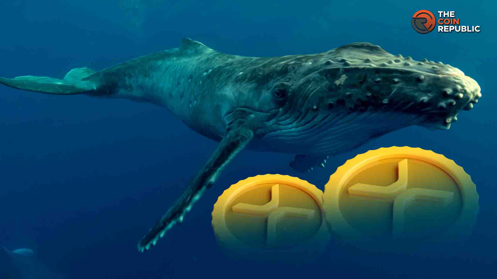 XRP Price Ripple whale