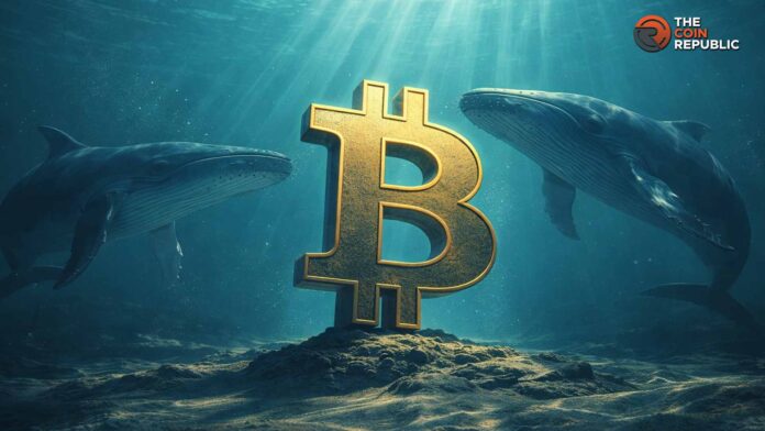 Bitcoin Price Rallies as Whales Turn Bullish, What's Next for BTC? bitcoin usd price btc price