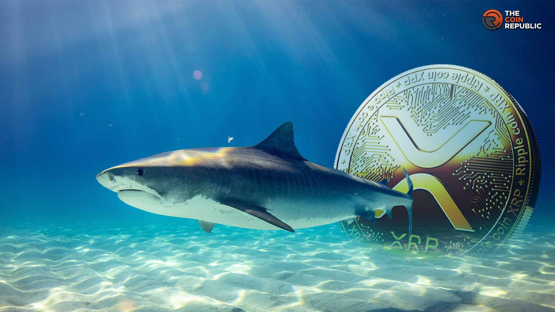 XRP Price Prediction Eyes Breakout After Whale Accumulation